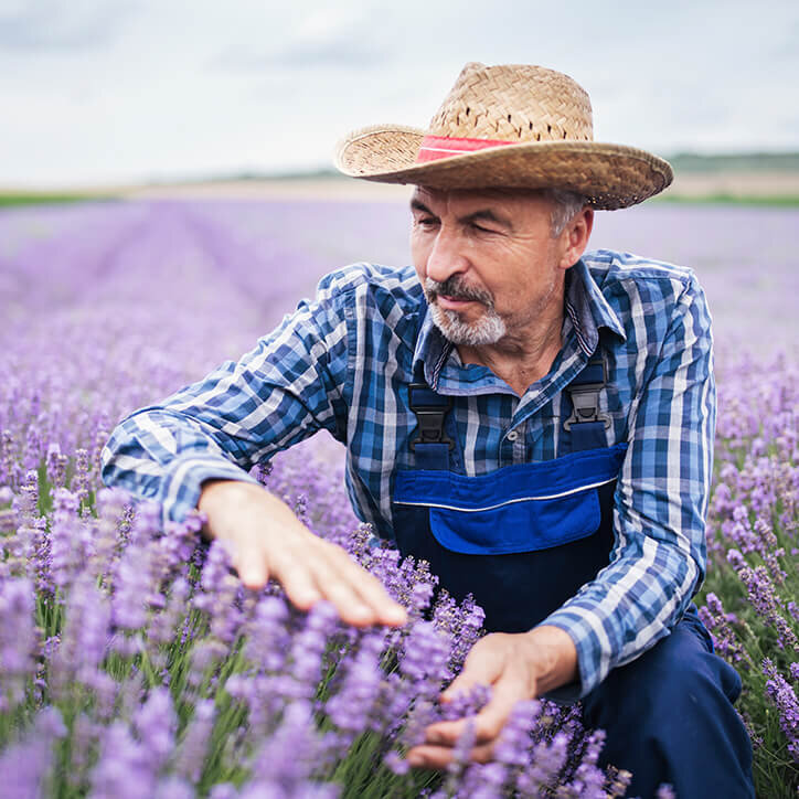 Farmer im blühenden Lavendelfeld | Doppelherz