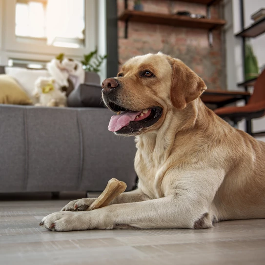Hund liegt mit Knochen 
