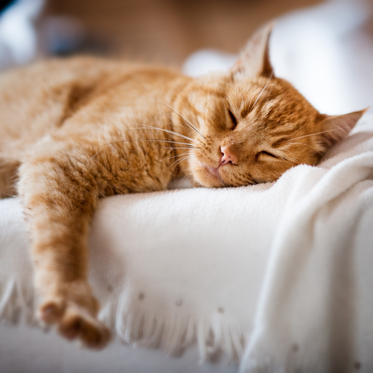 Katze schläft auf Sofa