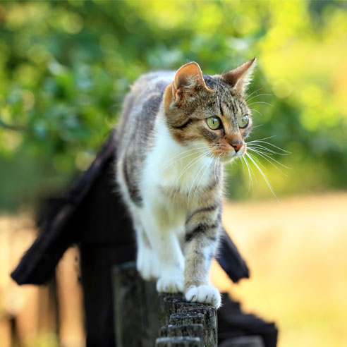 Katze lauft ueber einen Zaun | Doppelherz