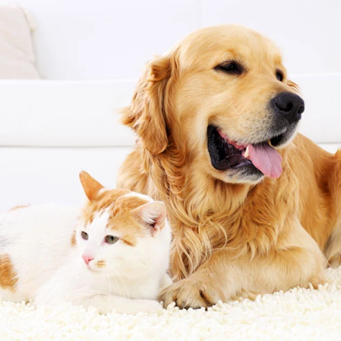 Hund und Katze kuscheln | Doppelherz
