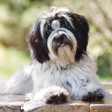 Hund liegt auf Bank im Park | Doppelherz