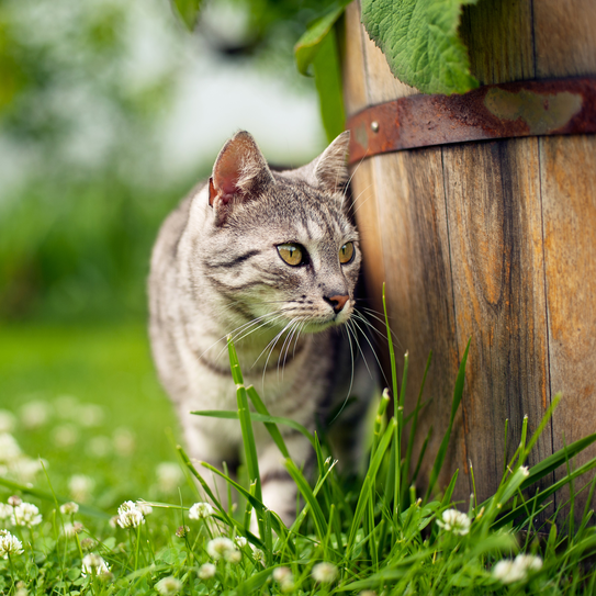 Getigerte Katze im Gras stehend
